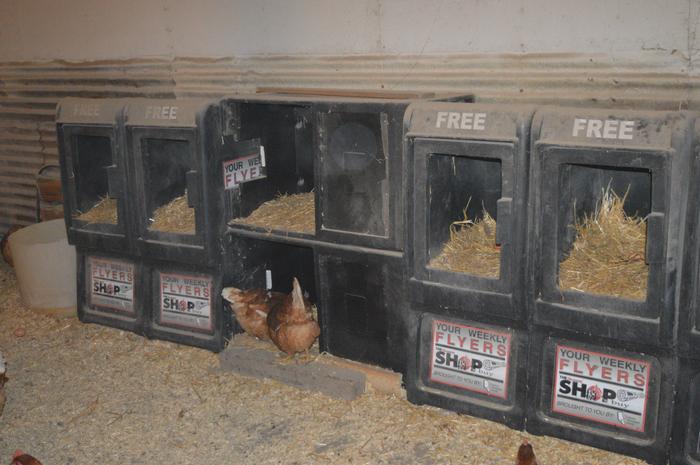 Wide look at nesting boxes. Happy chooks, better eggs.