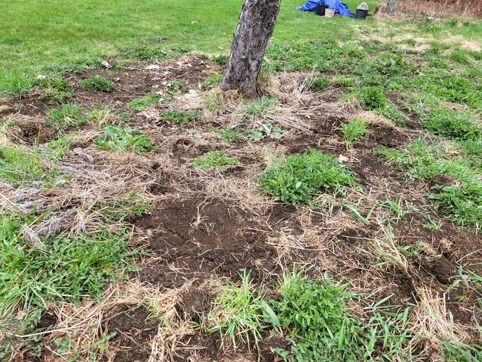 grass removed from around a tree