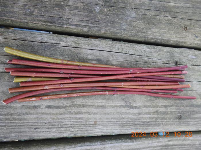 Red Dogwood Rods!