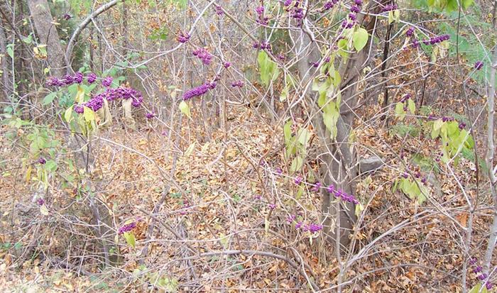 [Thumbnail for Beautyberry.jpg]