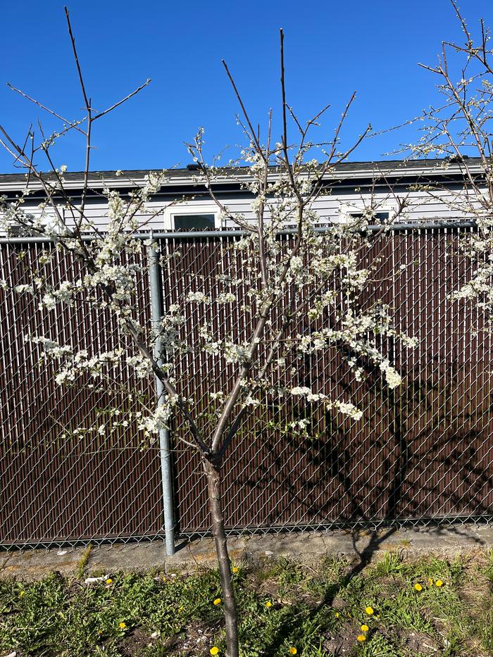 Plum tree in blossom