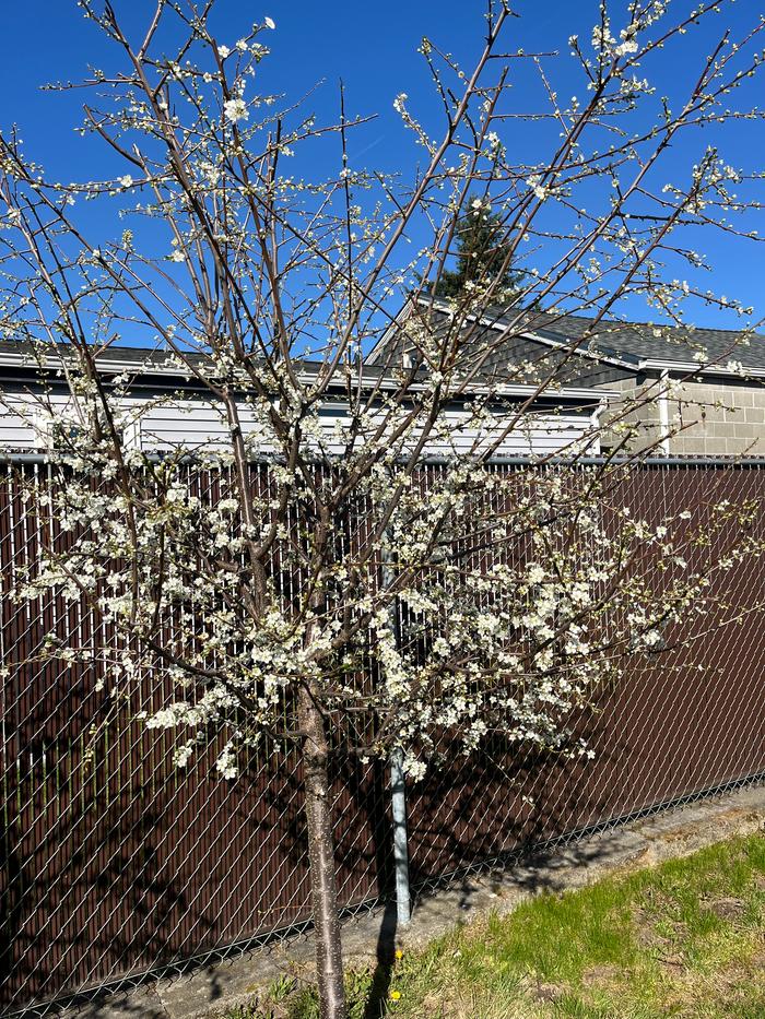 Plum tree in blossom