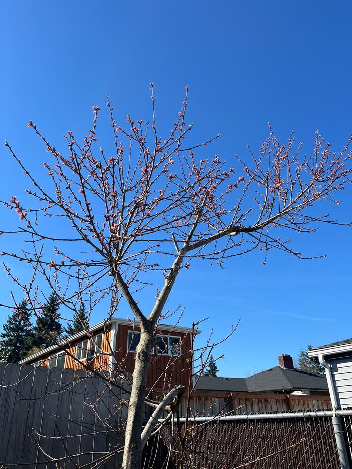 Peach tree in blossom