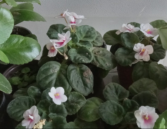 Restart plants from cuttings 