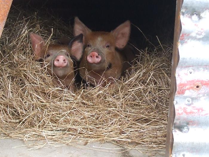 [Thumbnail for piggies2.jpg]