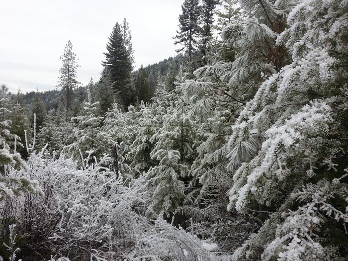 hoar frost view on the lab