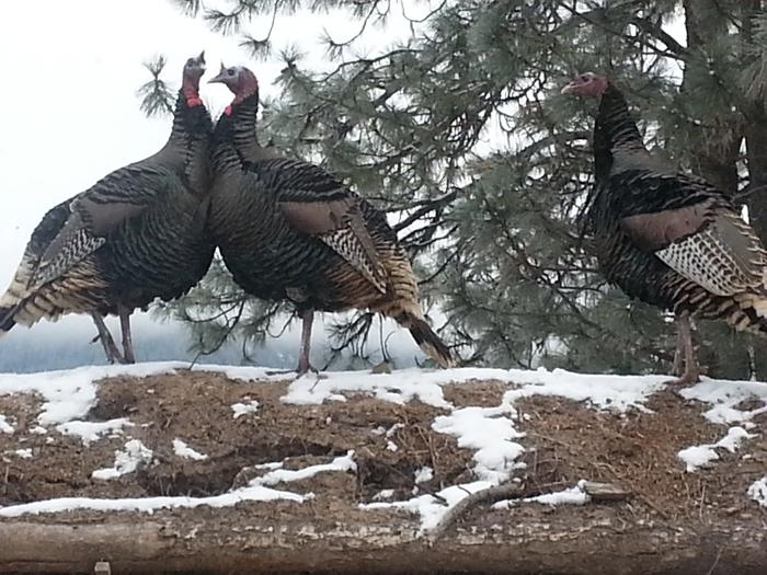 three amigos