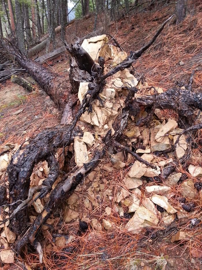 tree roots in base camp rock