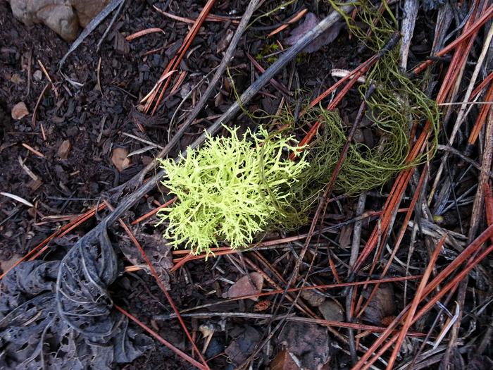 day-glow lichen