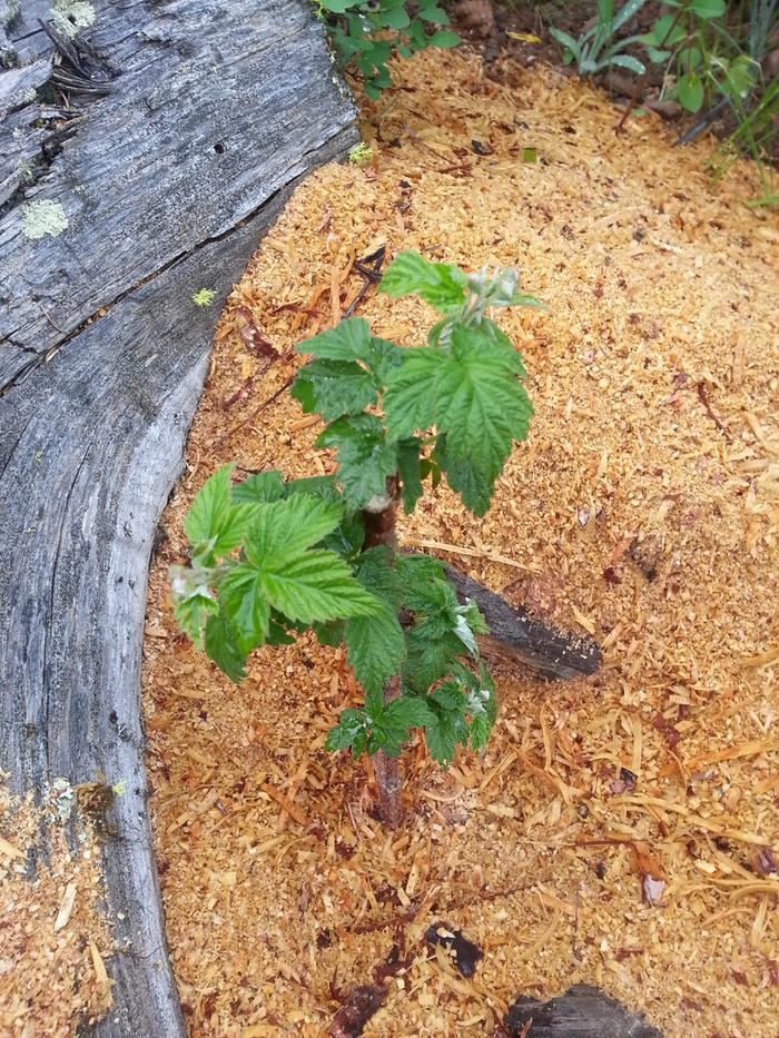 raspberry at raspberry rock, base camp