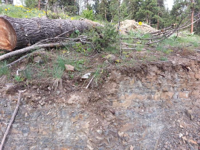 trees that grow on bedrock at base camp