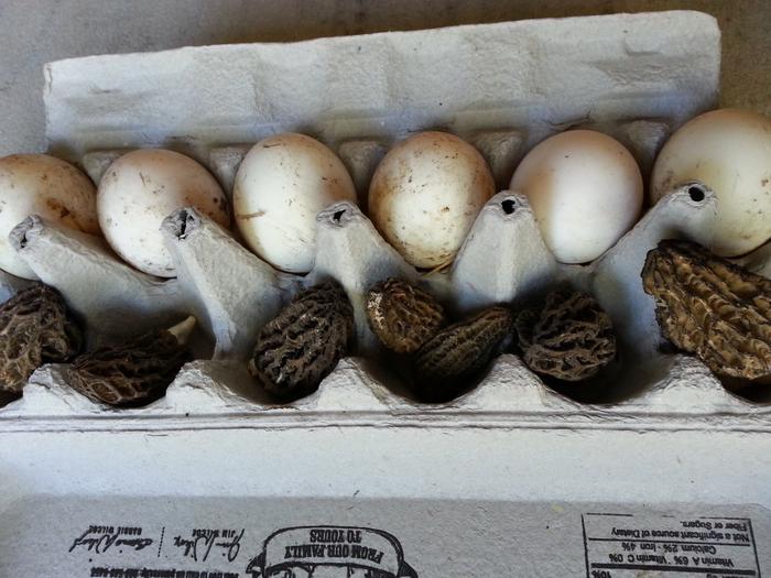 duck eggs and morels