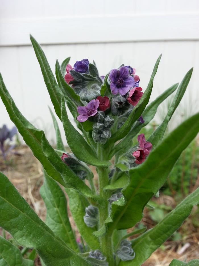 hound's tongue just starting to bloom