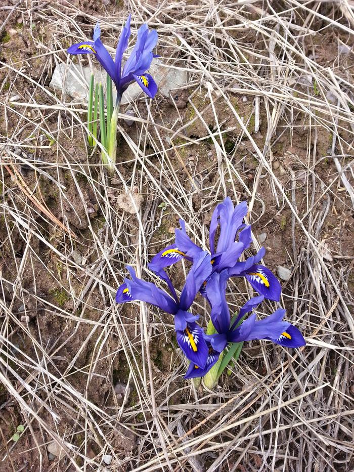 Irises - probably Siberian