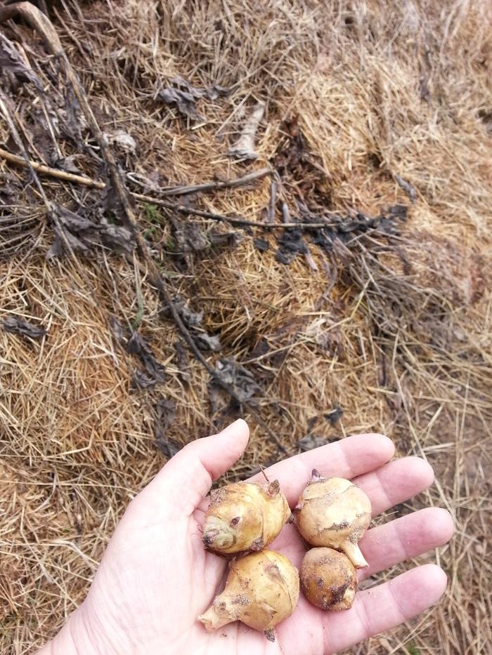 Gift of sunchokes found in the path