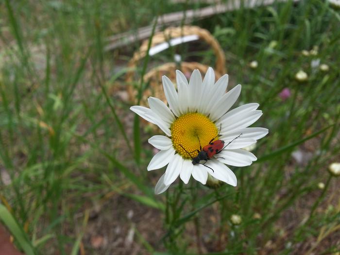 daisy bug