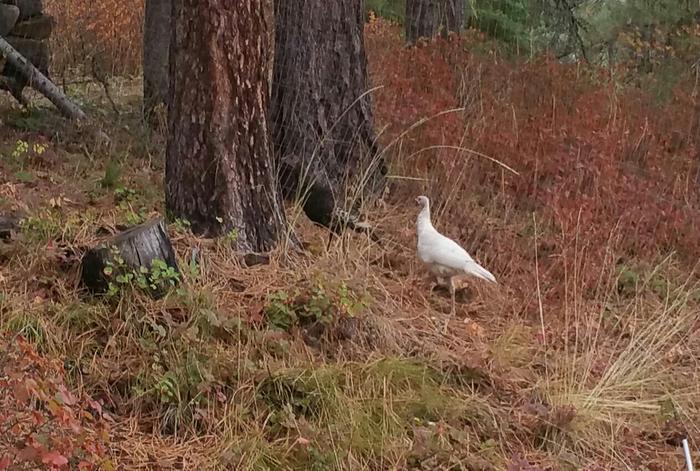 albino wild turkey