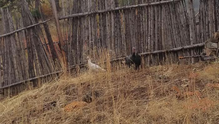 albino wild turkey and friends