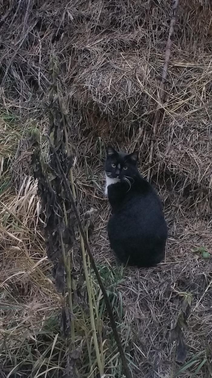 feral cat heard my camera clicks and turned to look at me in the bedroom window