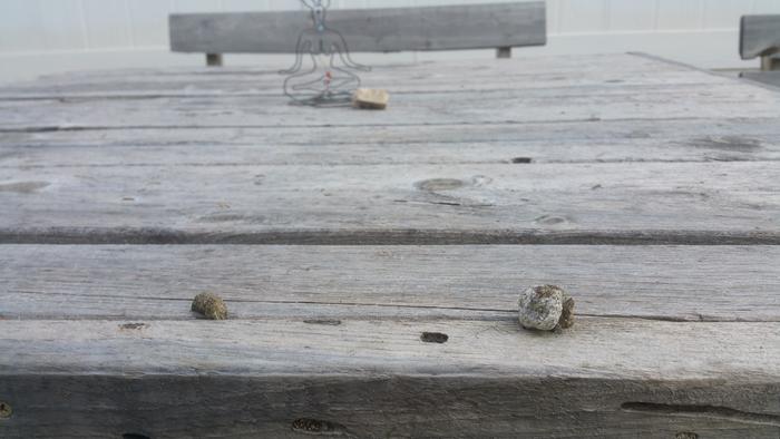 turkey poo on picnic table