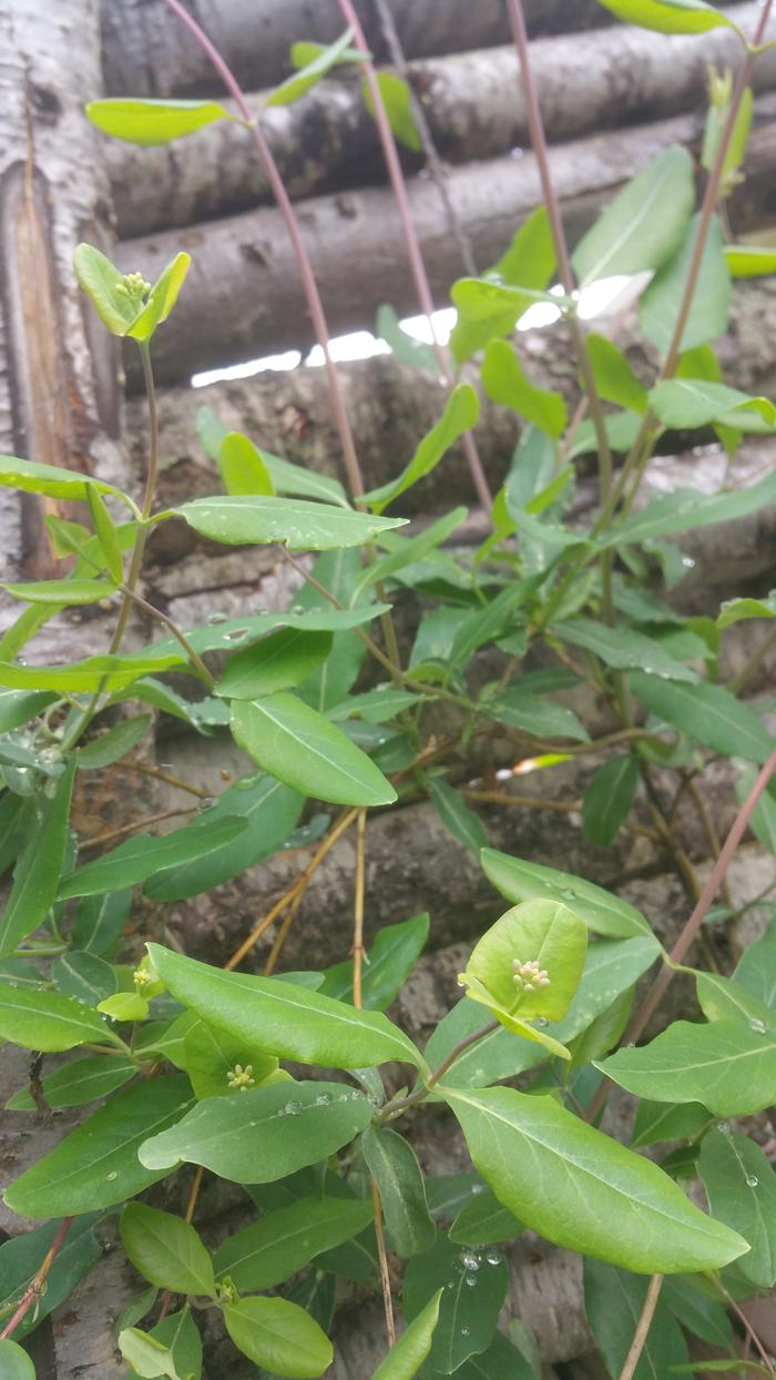 honeysuckle buds