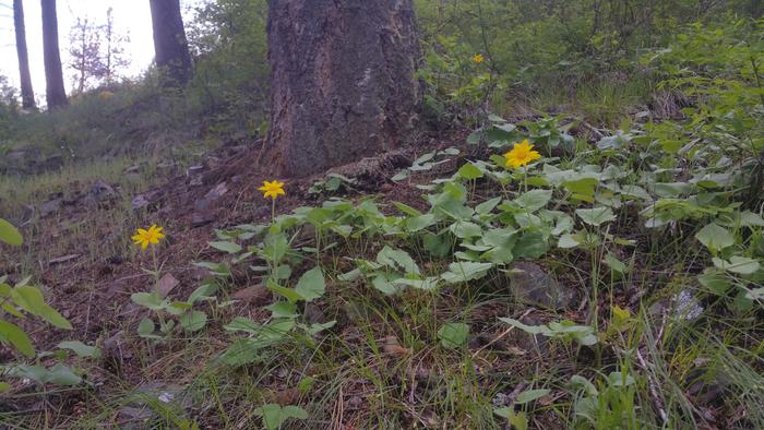 heartleaf arnica at base camp