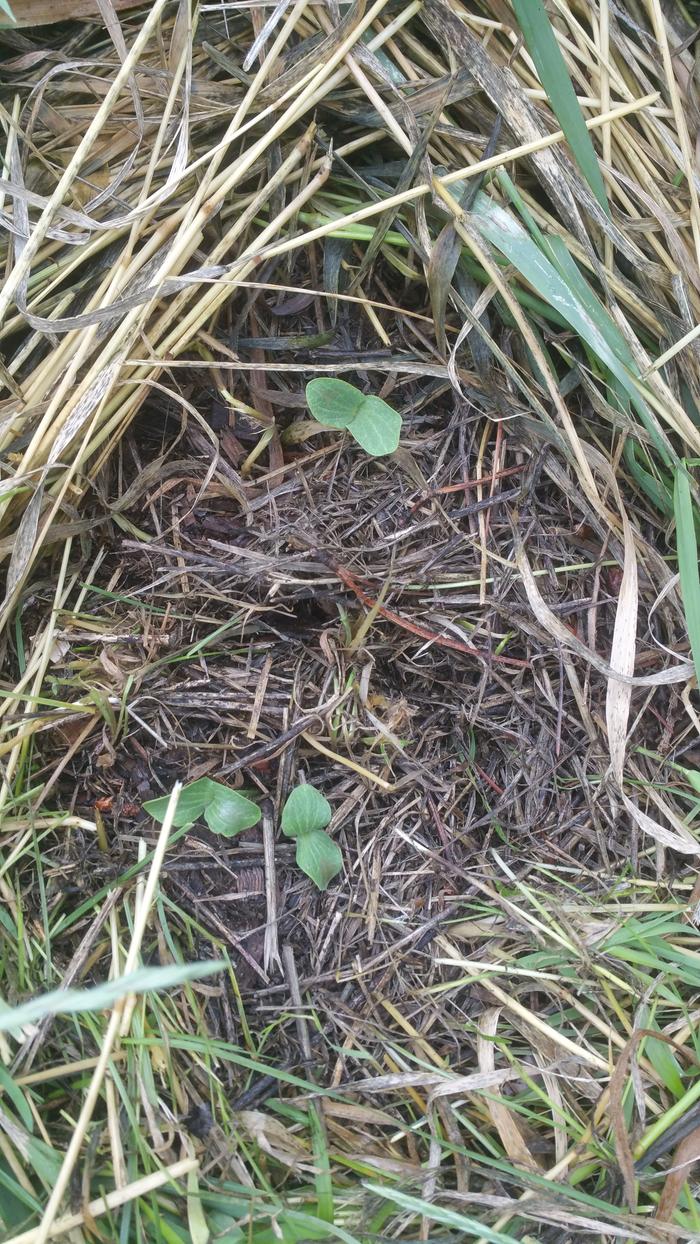 Lofthouse medium squash seedlings in our hugelkultur berm