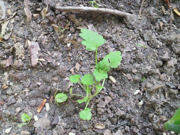 Another possible strawberry. I'm trying to keep them from getting mangled.