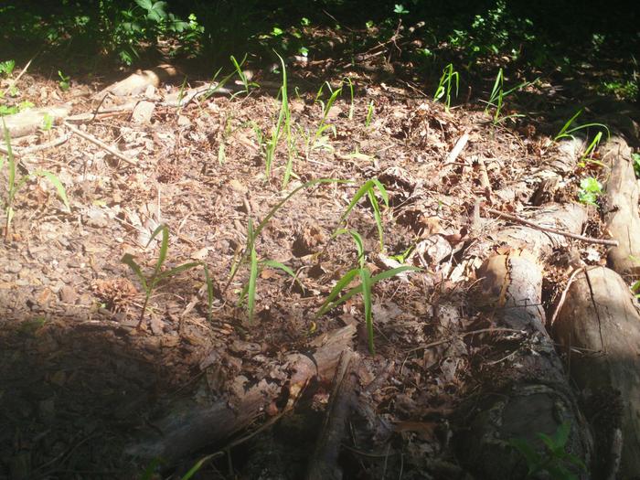 Corns that got trampled by the rain, you can see the bent leaves. Still looking happy anyway.