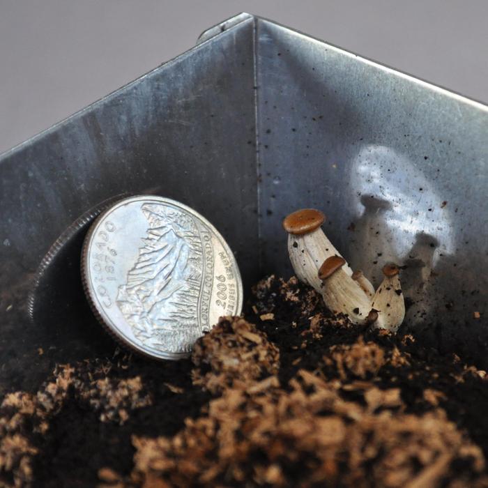 [Thumbnail for schrooms.jpg]