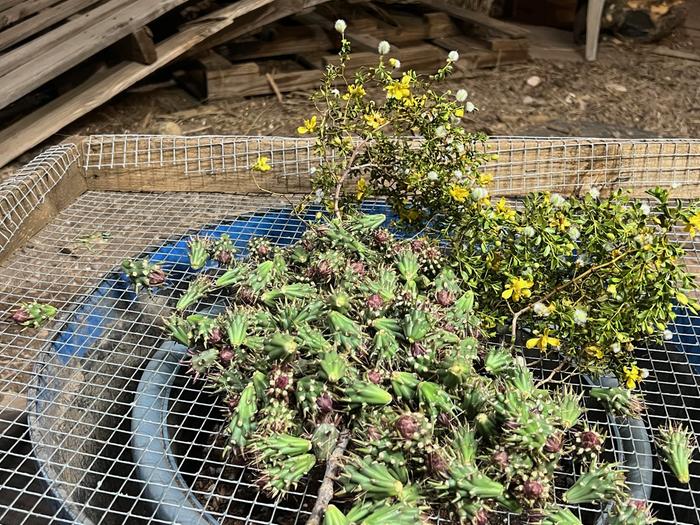 cholla drying in sun