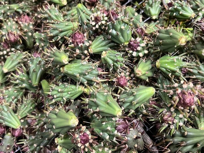 harvested cholla cactus buds edible