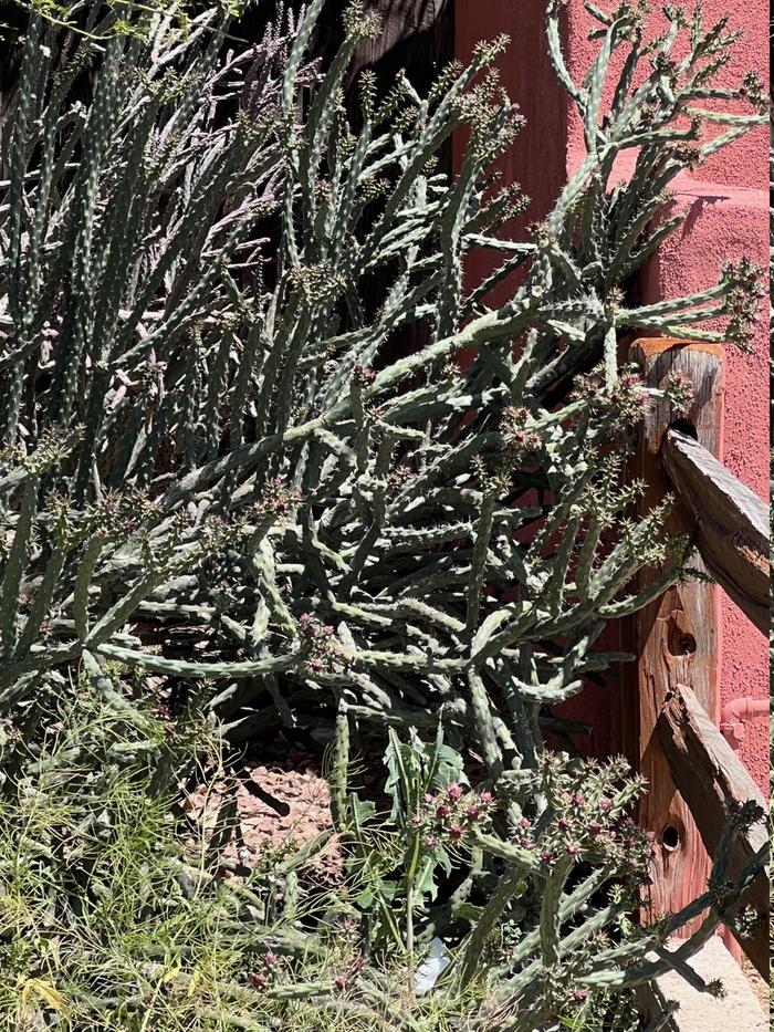 cholla bush edible foraging desert