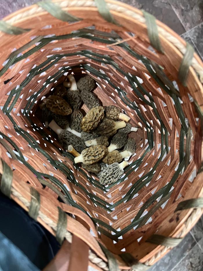 foraged morels in a basket