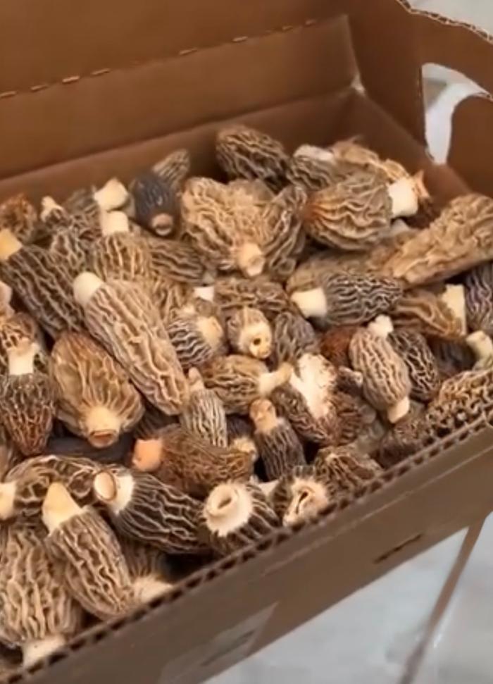 Morels Kealey Coville 
