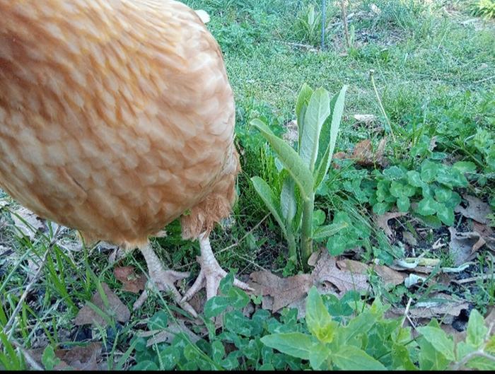 Spreading from rhizomes 