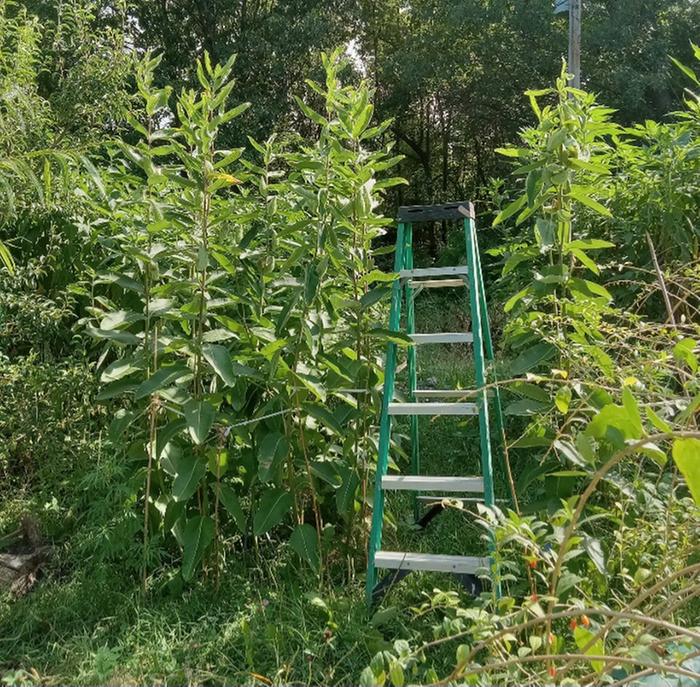 Big plants last summer