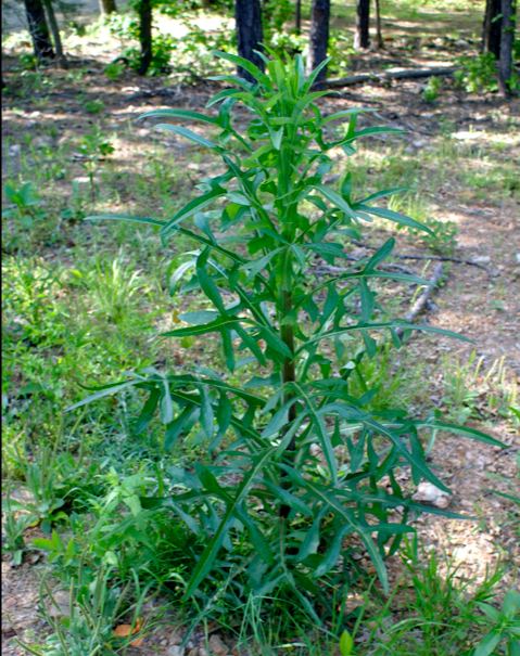 [Thumbnail for unknown-green_Whole-Plant.jpg]