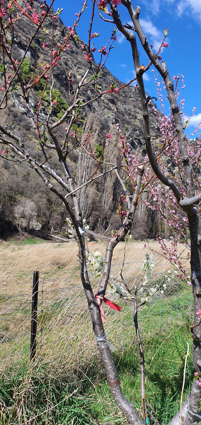 Plum grafted onto a peach tree