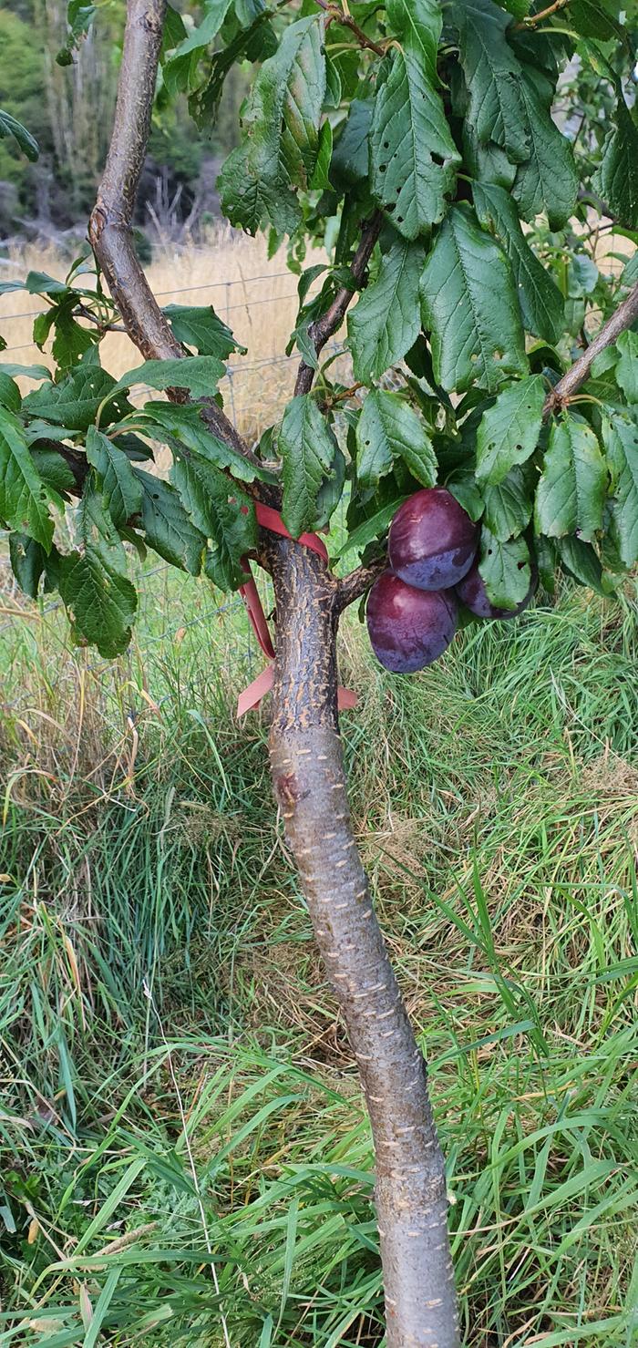 Ripening plums on a peach tree