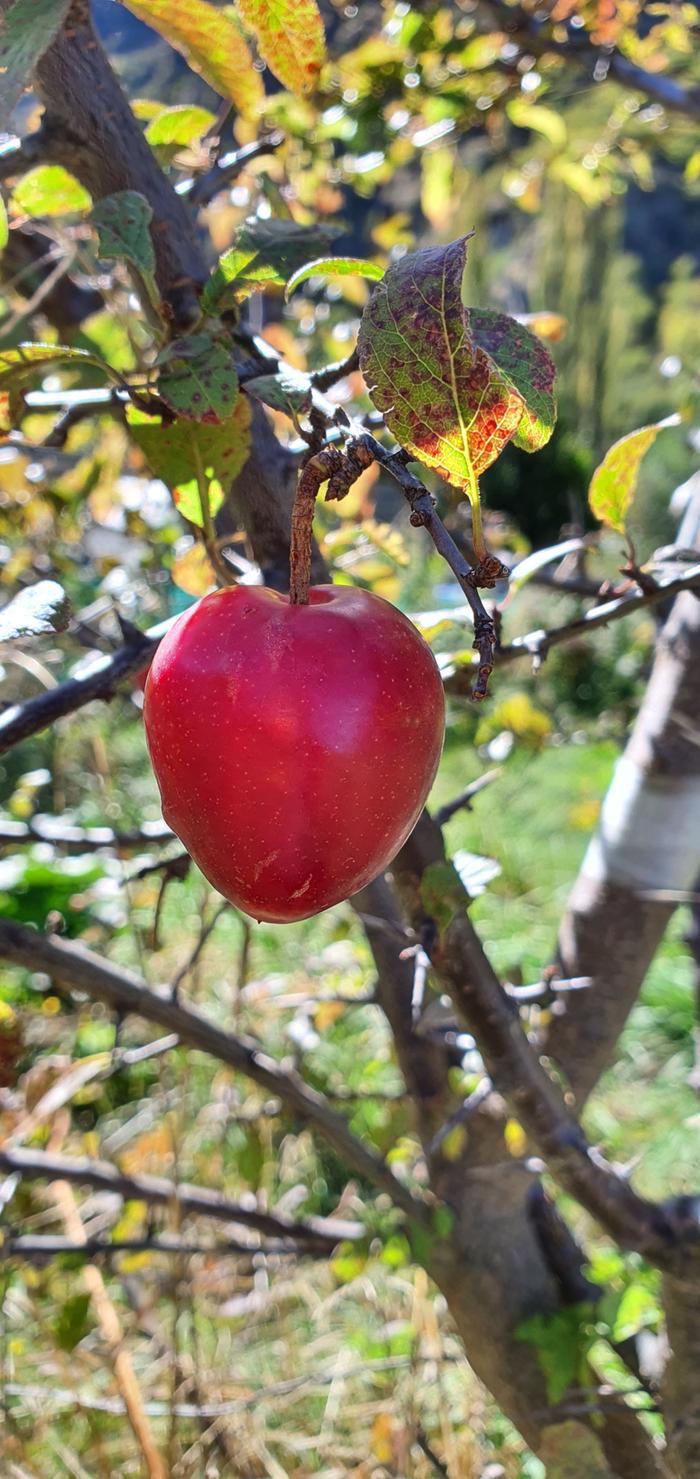 Stone grown plum