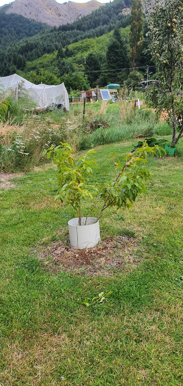 First fruit on peach tree grown from a stone in 2021