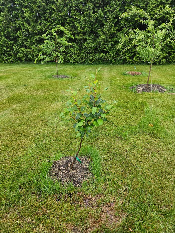 Speckled Alder looking happy! Fix that nitrogen!