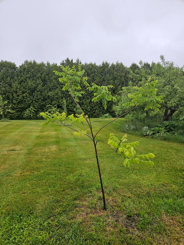 Amur Maackia growing leaves in its funny shape. I didn't re-mulch this one