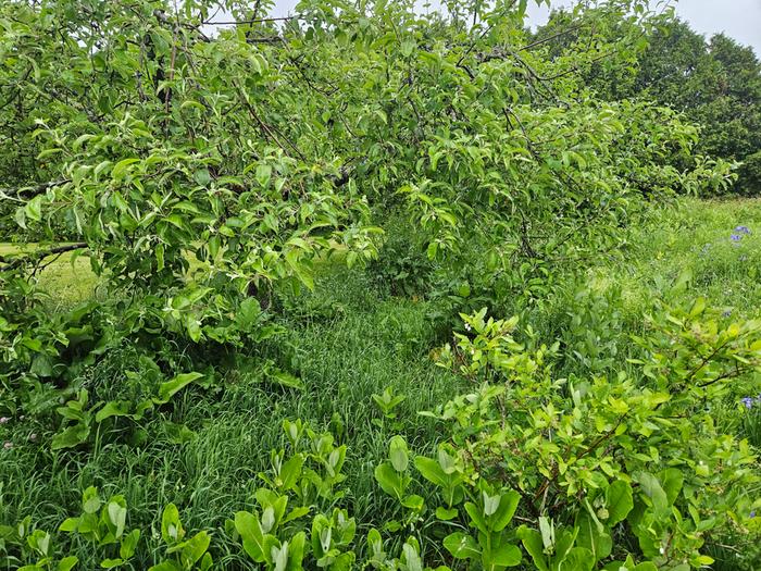 Southeast corner of my Apple tree with blueberry bush, milkweed, and lots of grass. Bitter dock visible in the northeast corner