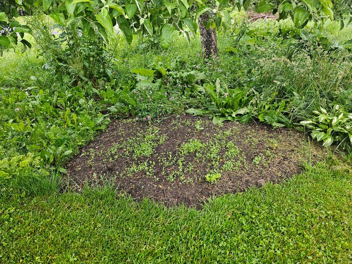 More aggressive conversion of northwest corner of Apple tree, cardboard, mulch, many companion seeds. Interested to see what takes!