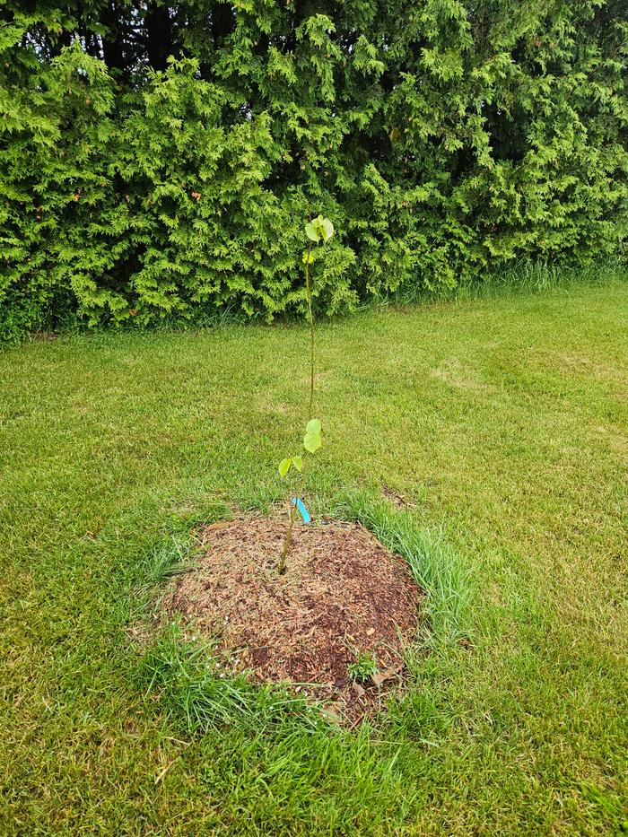 Basswood sitting in the middle of 3 plum trees, accumulating nutrients and shedding leaves to support fruit trees