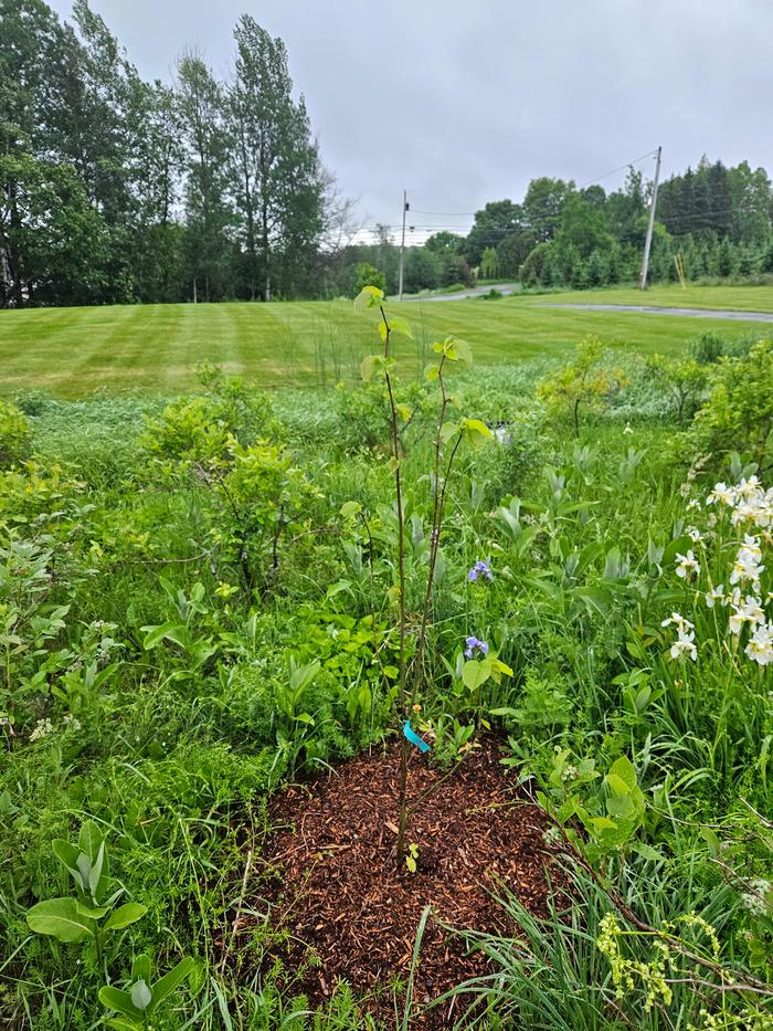 Third basswood amongst the blueberry bushes with same job. Will be kept short