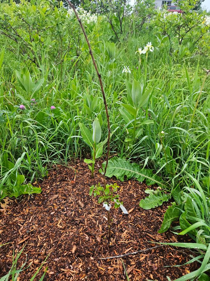 Hard to see, but this is a 2-3 foot whip that I thought was completely dead, but recently put out some leaves 9 inches off the ground! Way to go, tree! Will nitrogen fix my blueberries