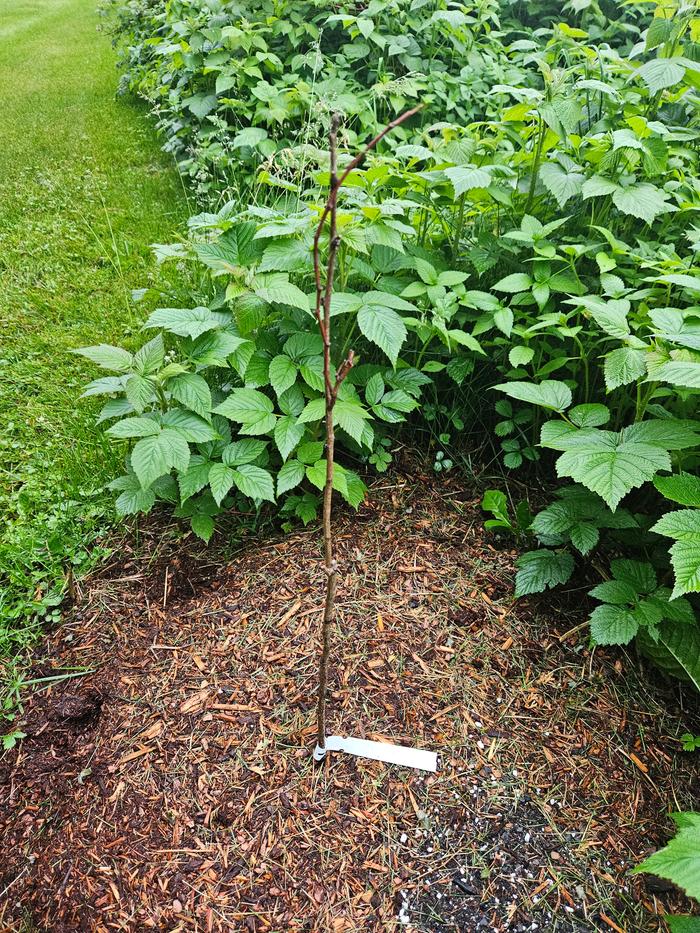 Similar whip, but no green growth. Feels like a dead stick. Holding onto some hope it will live. The nearby fruit trees need nitrogen! 